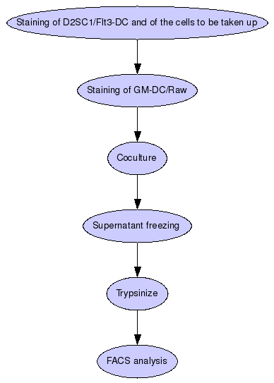 Uptake of dead cells by D2SC1/Raw/Flt3-DC/GM-DC Graph