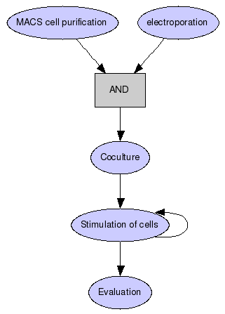 In vitro CD8 T cell stimulatory capacity of DC Graph
