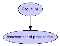 Priming of naive T cells Graph