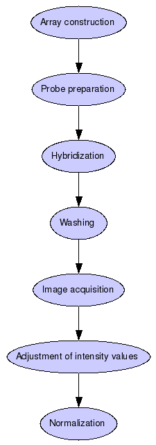 Yeast experiment: Yeast Microarray Protocol Graph